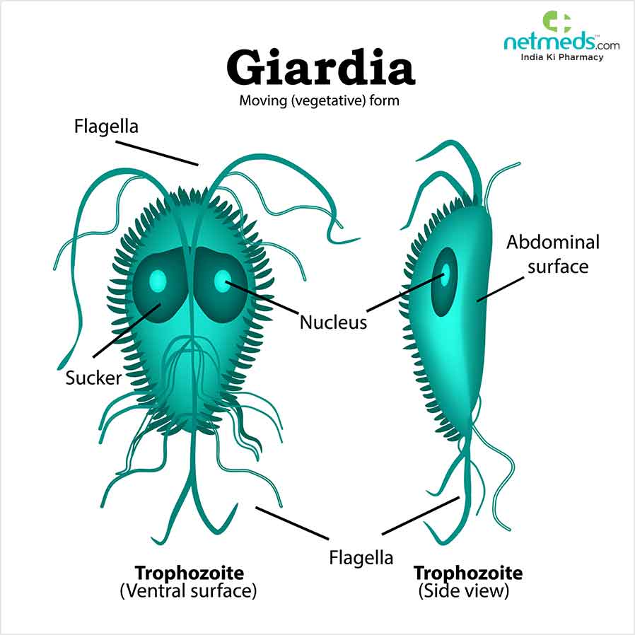 Инфекция с Giardia: причини, симптоми и лечение