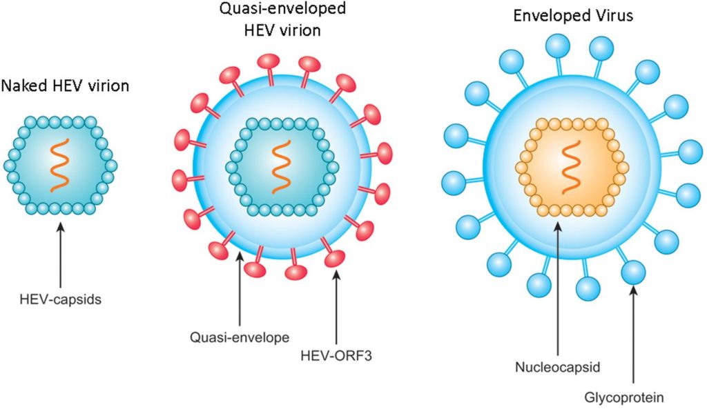 Структура на вируса на хепатит Е