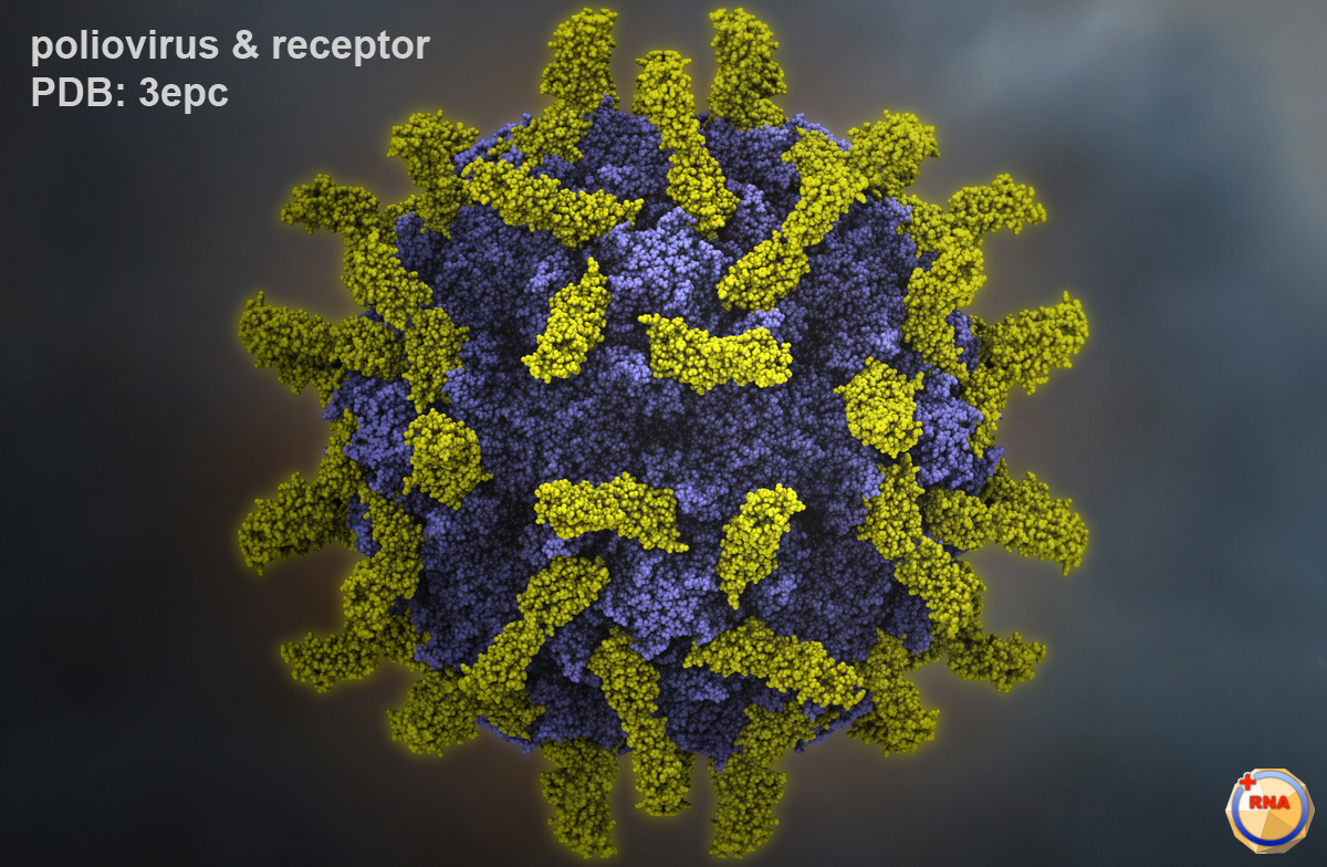 https://medbul.net/wp-content/uploads/2020/12/p1m_poliovirus-receptor.jpg